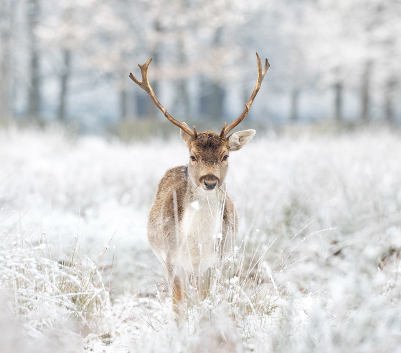 Fallow Deer
