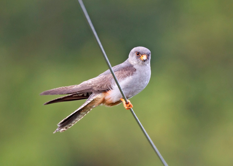 Red-footed Falcon