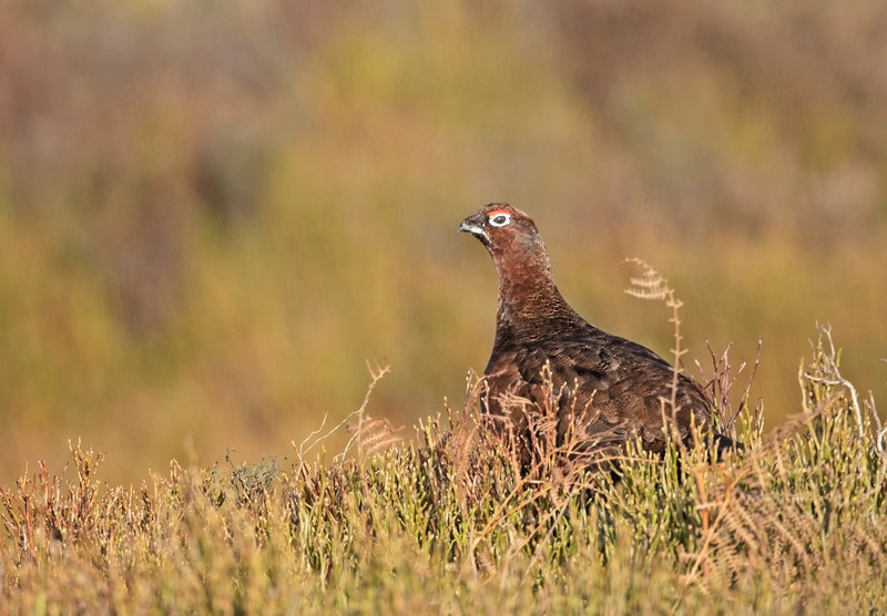 Red Grouse | Graham Manson Wildlife Photography