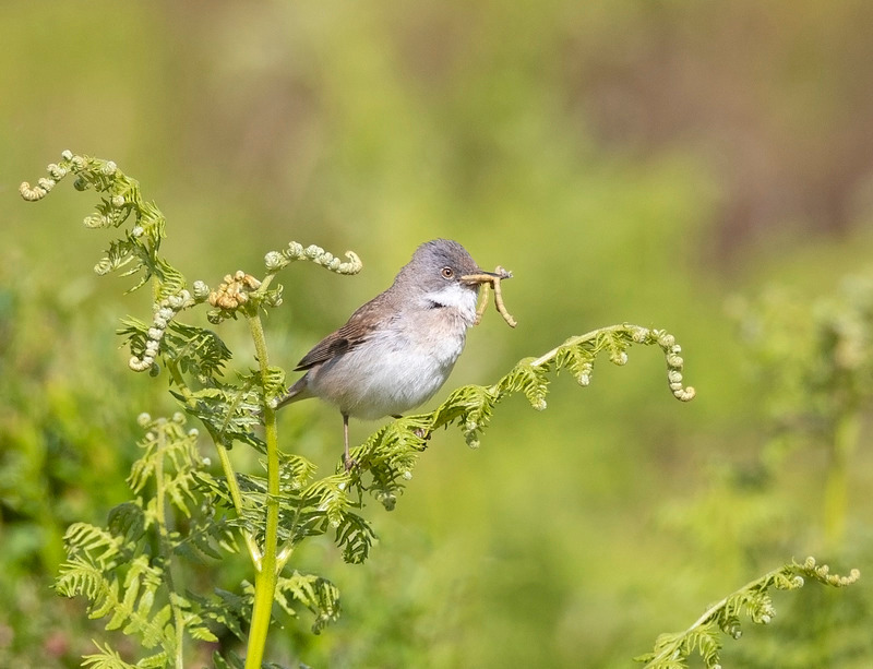 Whitethroat | North Wales
