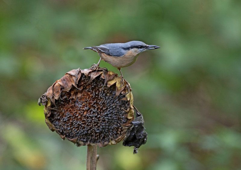 Nuthatch - Sitta europaea - Hedgerows and Woodland