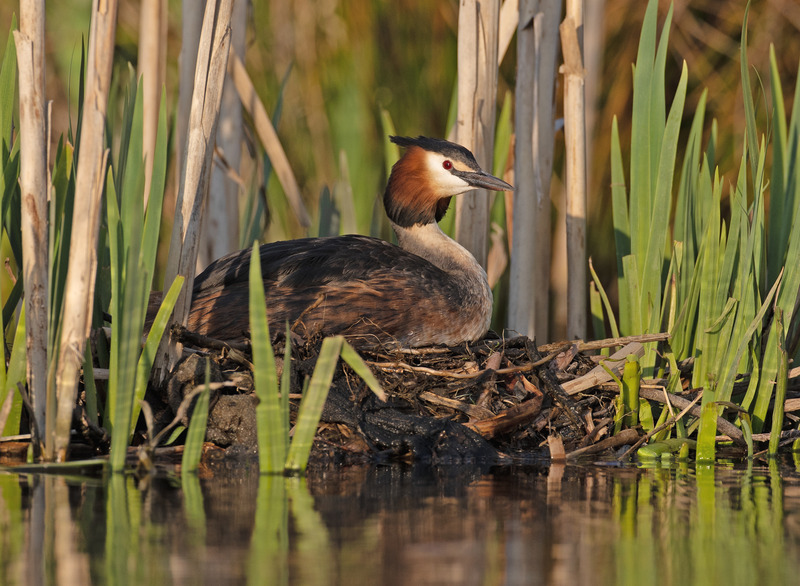 Great Crested Grebe - Podiceps cristatu - Lakes, Streams and Ponds
