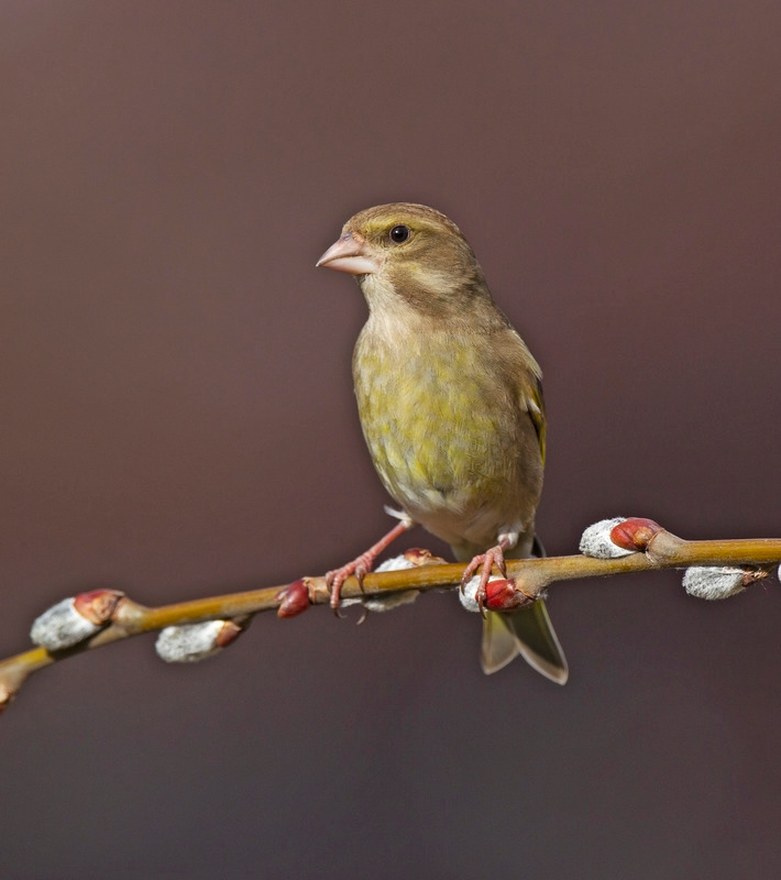 Greenfinch - Carduelis chloris - Meadows, Fields and Open spaces