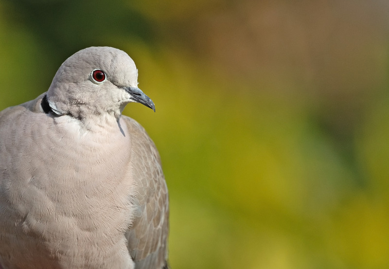 Collared Dove