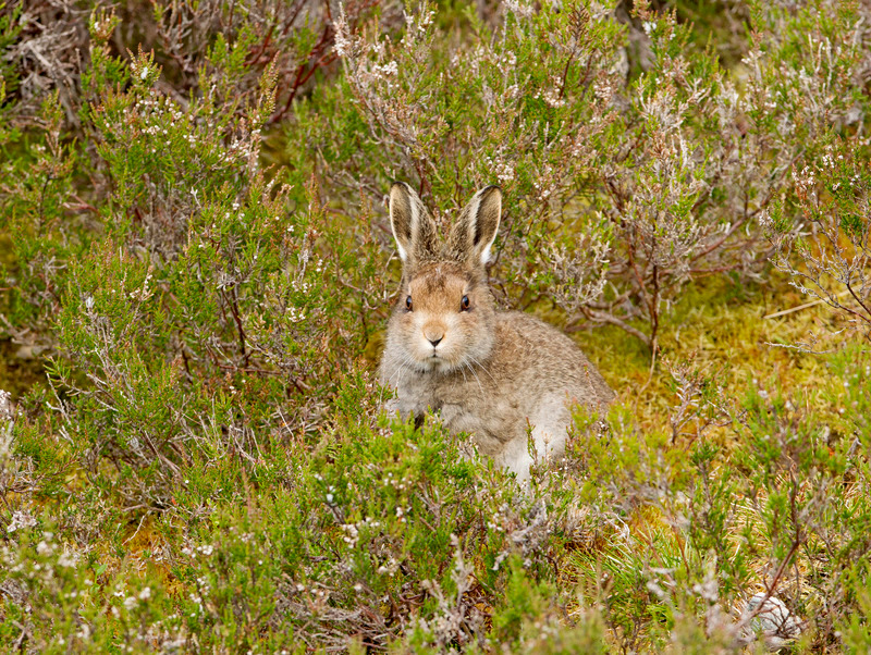Mountain Hare Leveret - Lepus timidus - Cairngorms