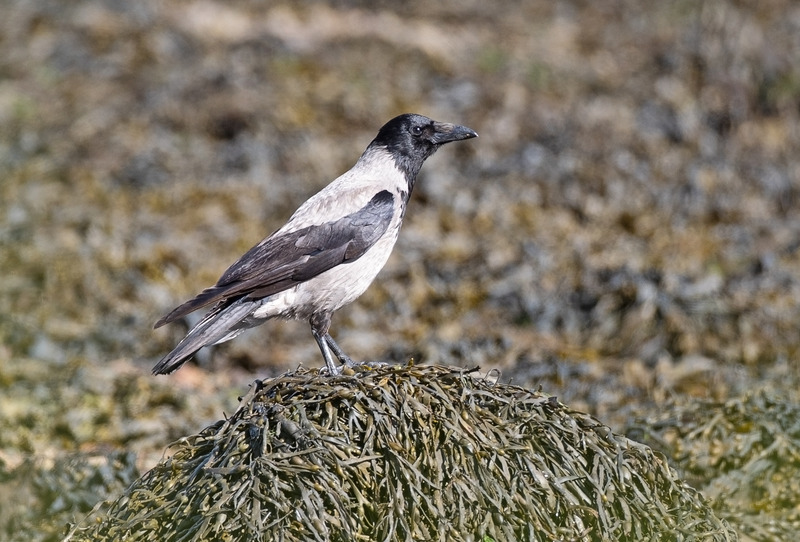 Hooded Crow - Corvus cornix - Ardnamurchan