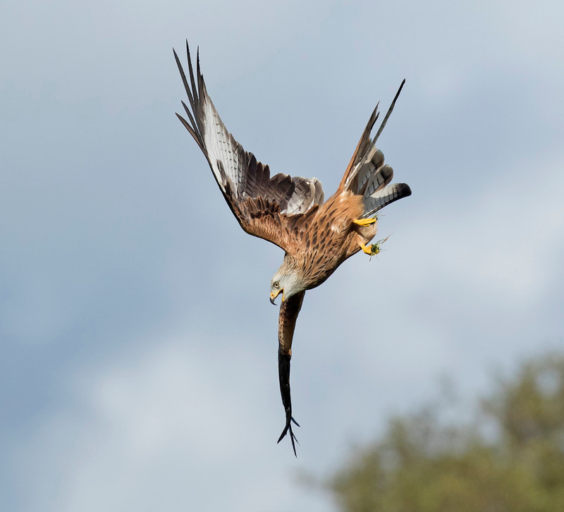 Red Kite
