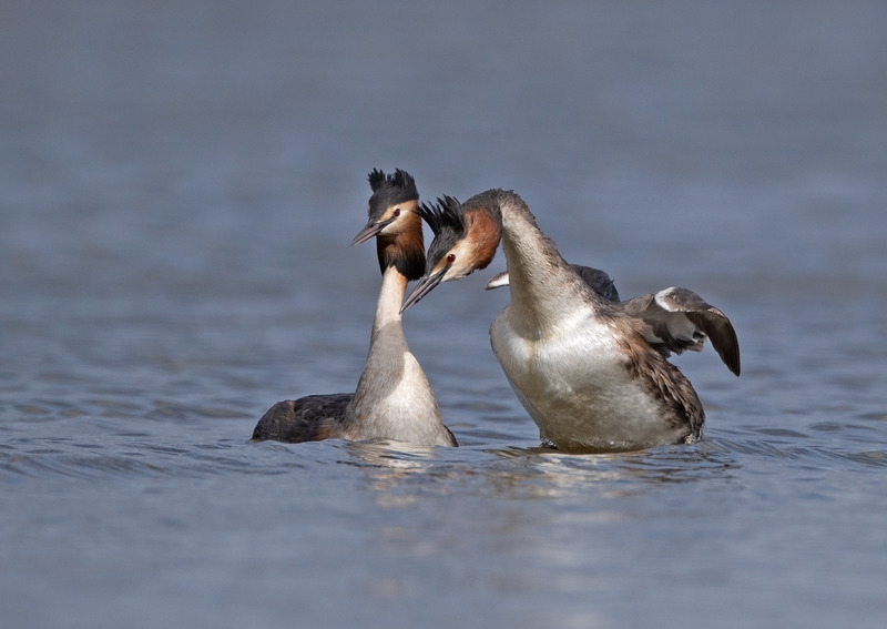 Great Crested Grebe