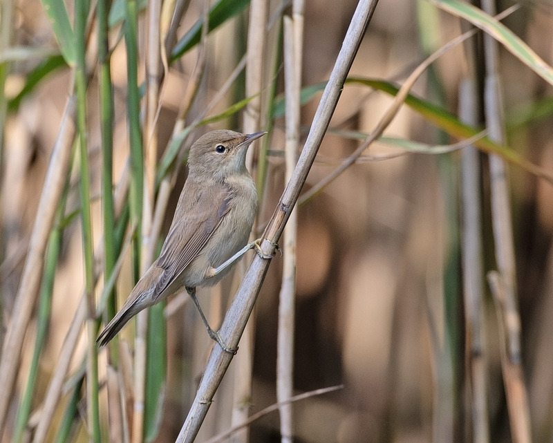 Reed Warbler - Acrocephalus scirpaceus - Lakes, Streams and Ponds