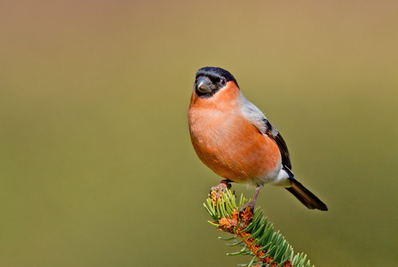 Bullfinch -  Pyrrhula pyrrhula - Hedgerows and Woodland