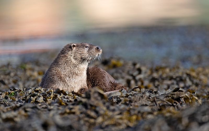 Otter - Lutra lutra - Ardnamurchan