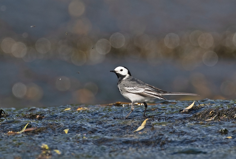 Pied Wagtail | North Wales Wildlife