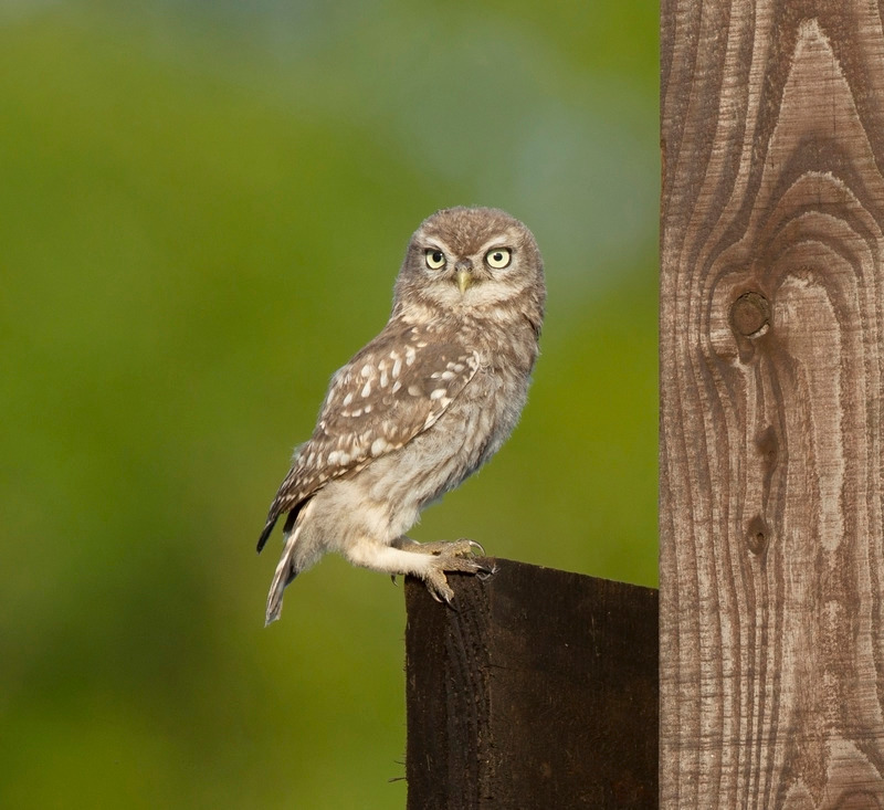 Little Owl