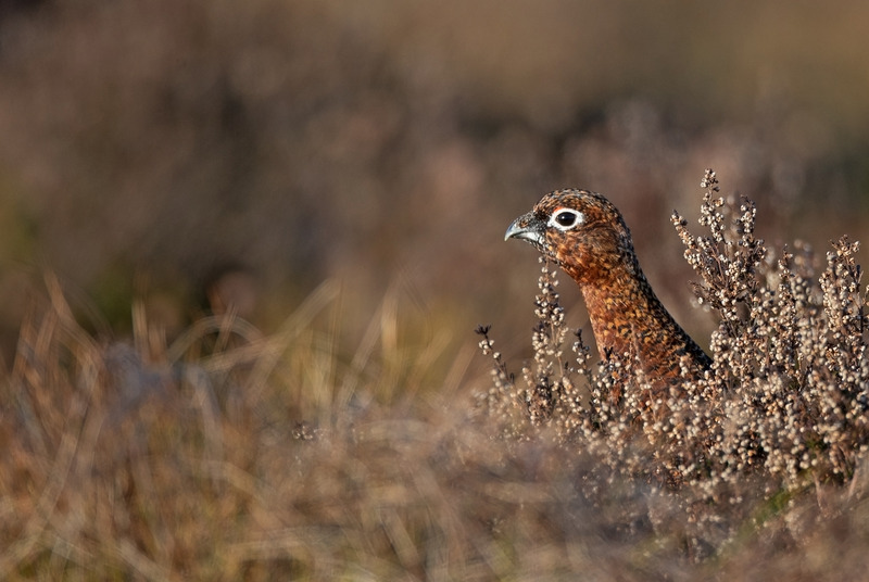 Red Grouse - Lagopus lagopus - On the moors