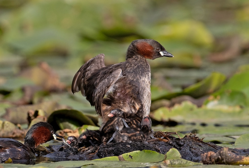 Little Grebe Graham Manson Photography