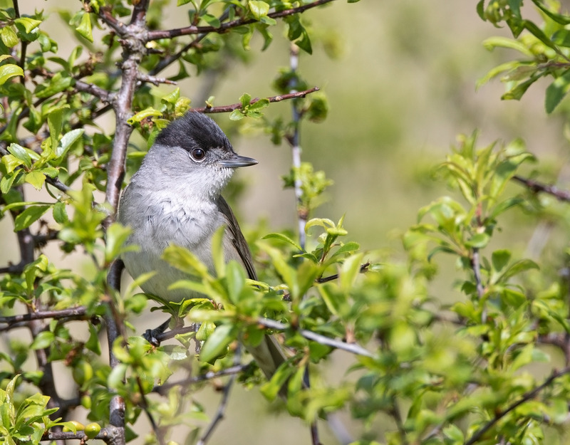 Blackcap - Sylvia atricapilla - Hedgerows and Woodland