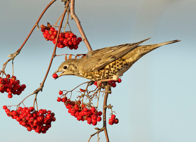 Mistle Thrush