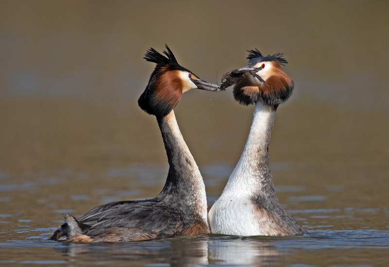Great Crested Grebe - Podiceps cristatu - Lakes, Streams and Ponds