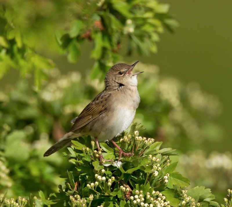 Grasshopper Warbler - Locustella naevia - Hedgerows and Woodland