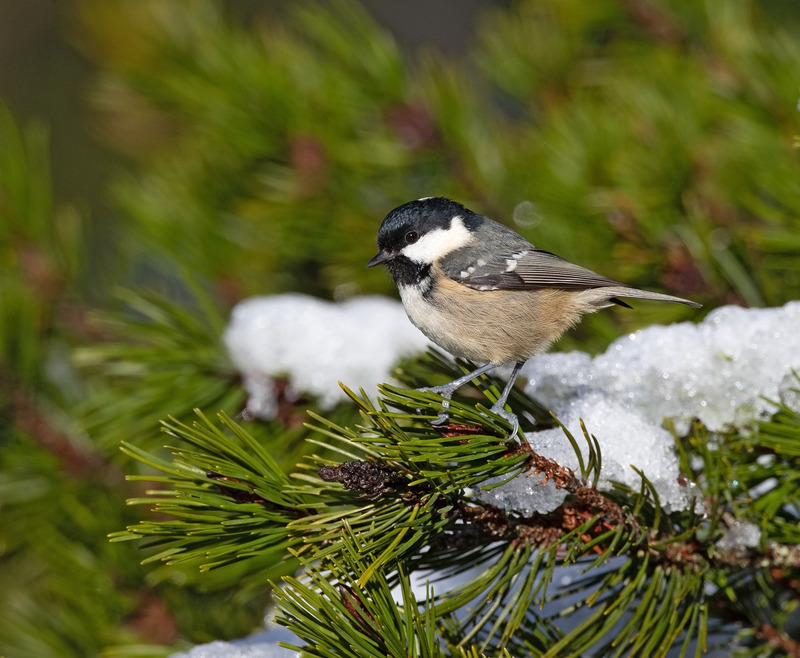 Coal Tit - Periparus ater - Cairngorms