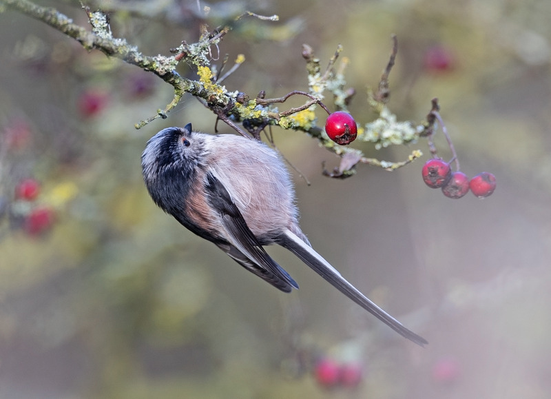 Long-tailed tit - Aegithalos caudatus - Hedgerows and Woodland