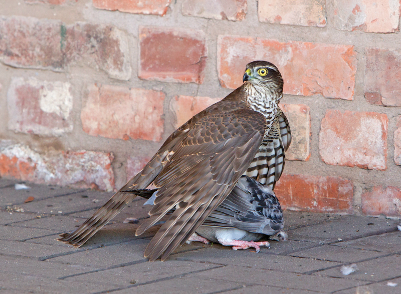 Sparrow Hawk - Wildlife Photography