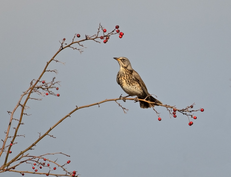 Fieldfare - Turdus pilaris - Hedgerows and Woodland