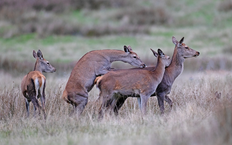Red Deer - Cervus elaphus - Mammals