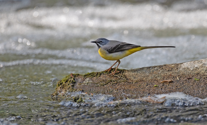 Grey Wagtail - Motacilla cinerea - Lakes, Streams and Ponds