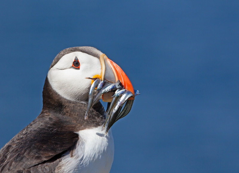 Puffin - Fratercula arctica - The Coast