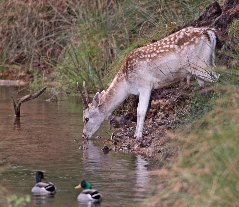 Fallow Deer - Dama dama - Mammals