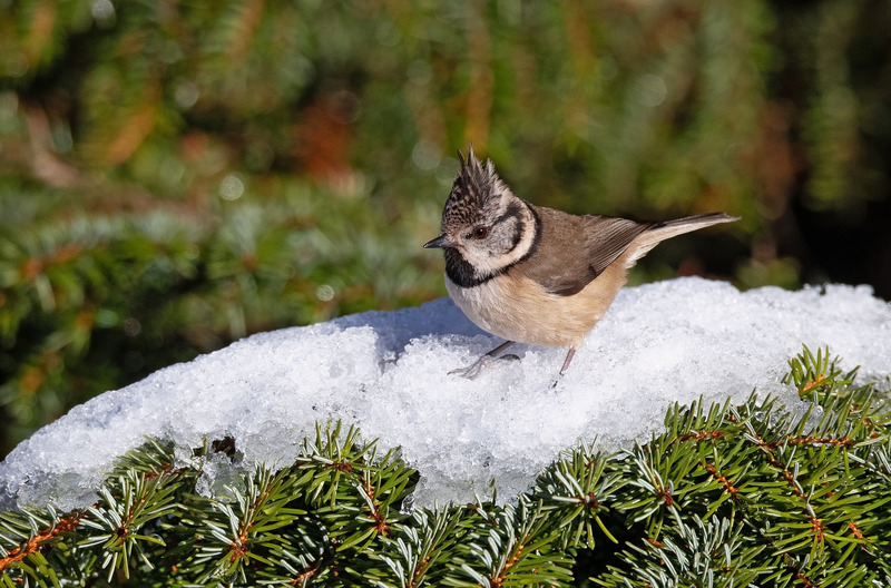 Crested Tit - Lophophanes cristatus - Cairngorms