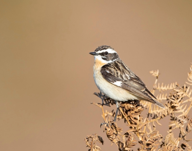 Whinchat