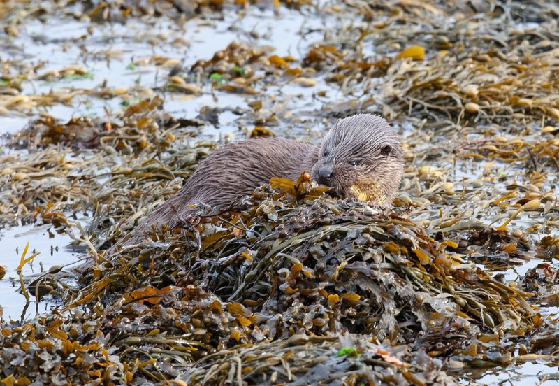 Otter