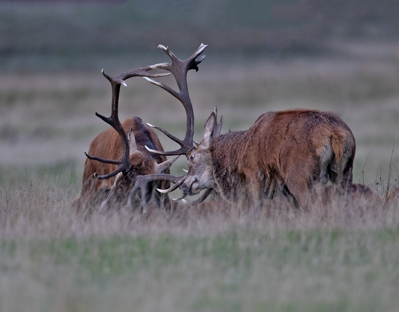 Red Deer - Cervus elaphus - Mammals