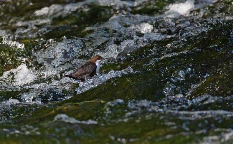Dipper - Cinclus cinclus - Lakes, Streams and Ponds