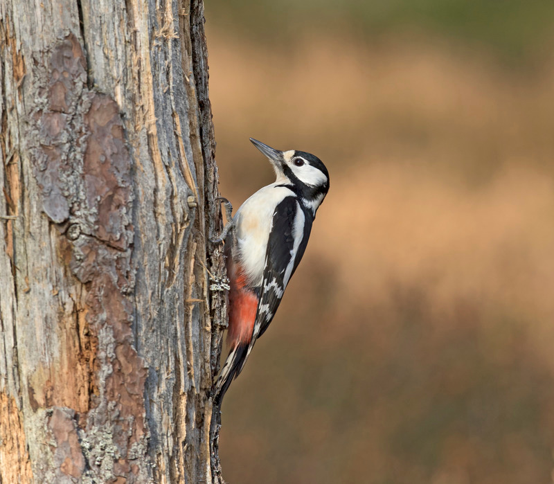Greater Spotted Woodpecker - Dendrocopos major - Cairngorms