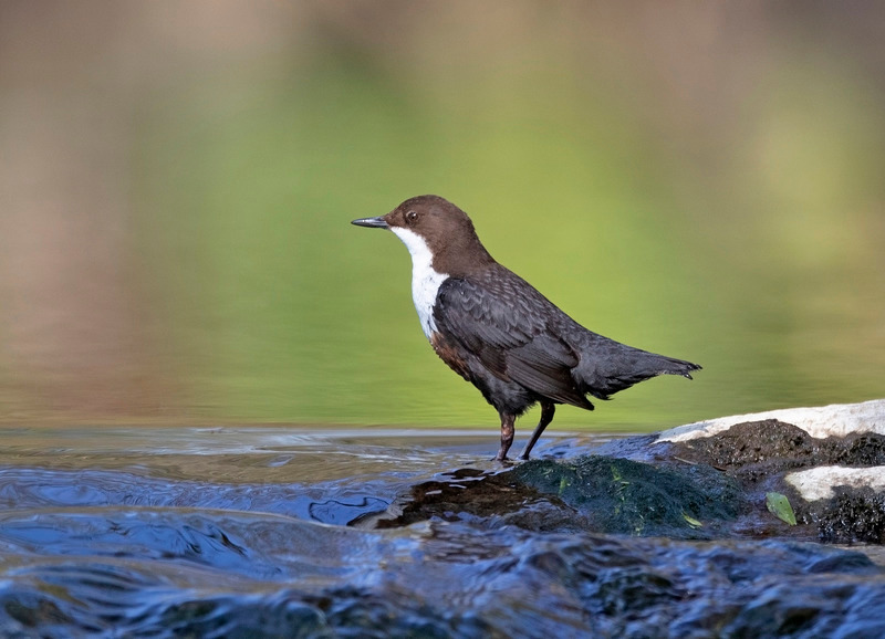 Dipper | Wildlife Photography