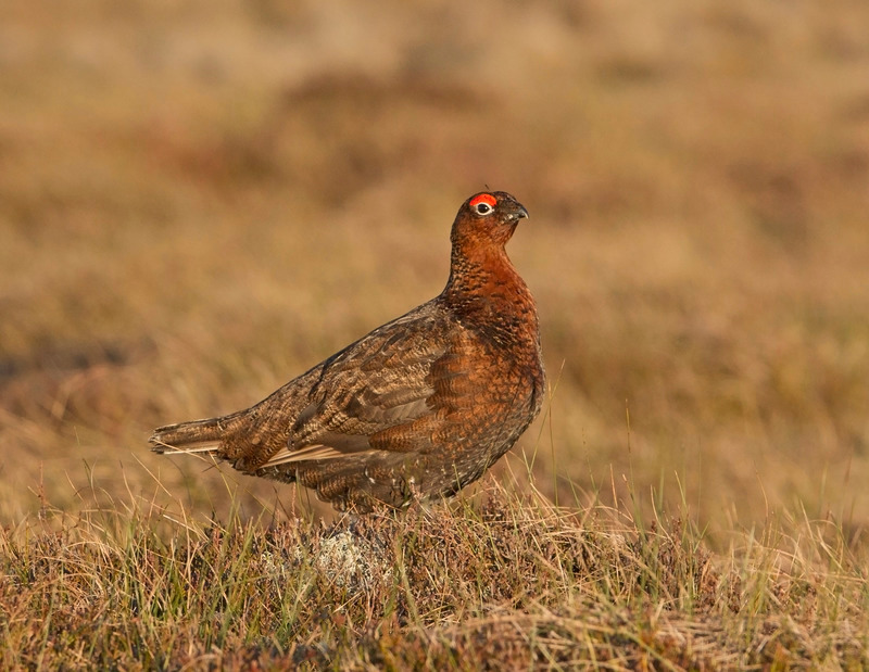 Red Grouse | Cairngorms Wildlife