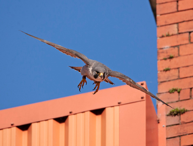 Peregrine Falcon