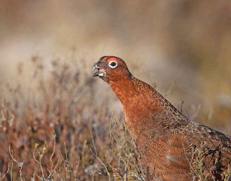 Red Grouse Calling