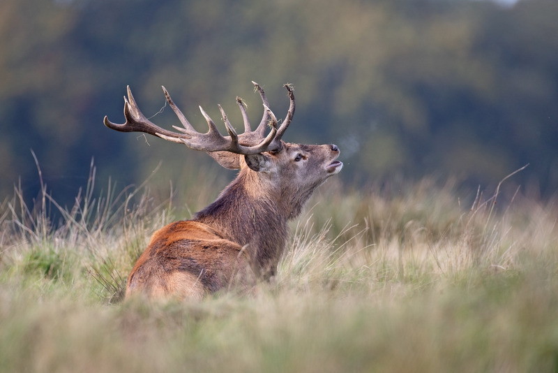 Autumn Rut - Red Deer