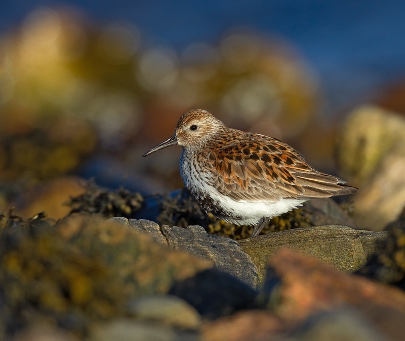 Dunlin | Ardnamurchan Wildlife
