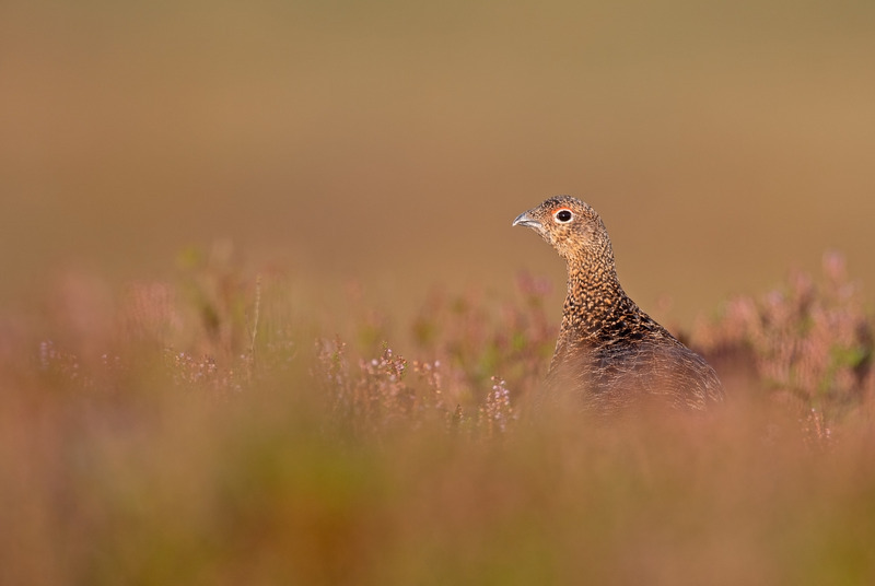 Red Grouse (f) - Lagopus lagopus - On the moors