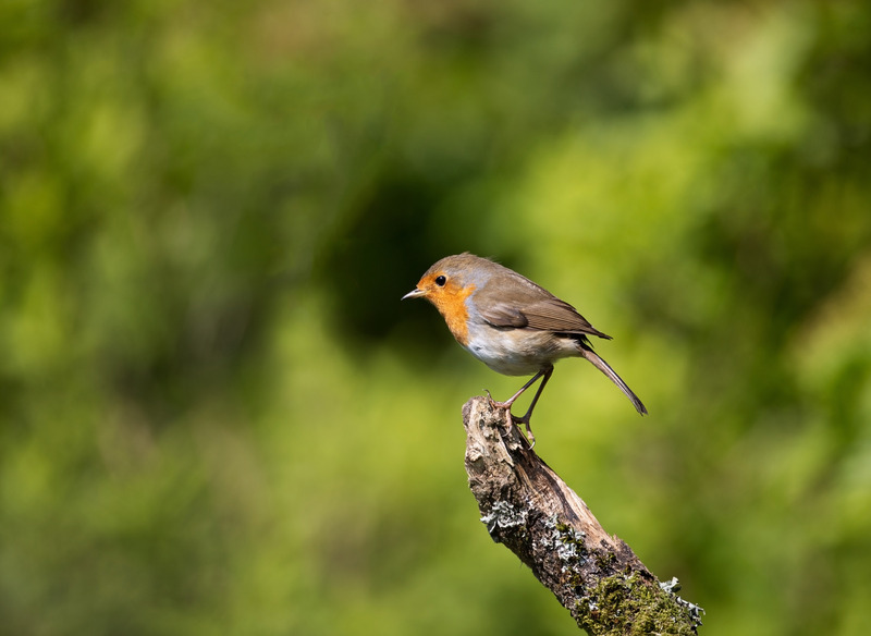 Robin - Erithacus rubecula - Hedgerows and Woodland