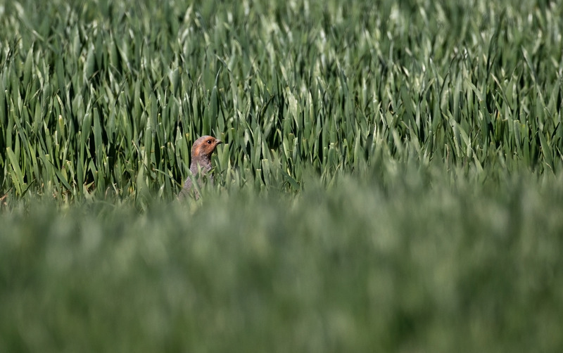 Grey Partridge - Perdix perdix - Meadows, Fields and Open spaces