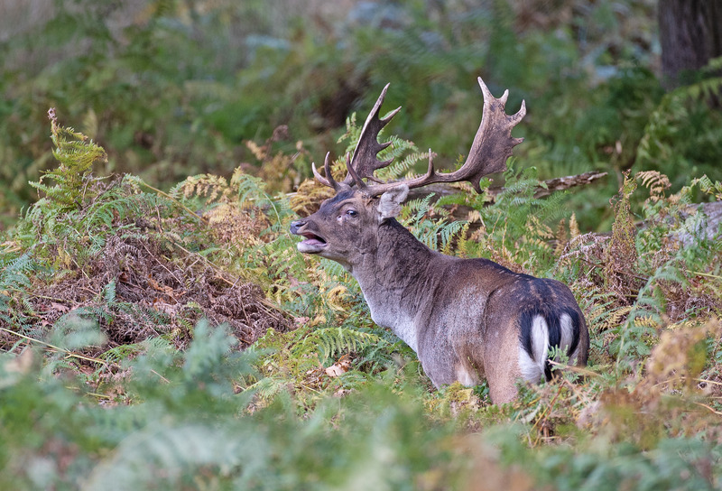 Fallow Deer | Autumn rut