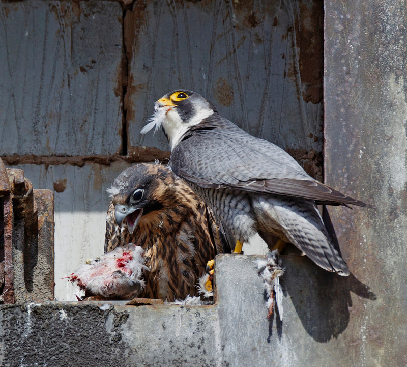 Peregrine Falcon