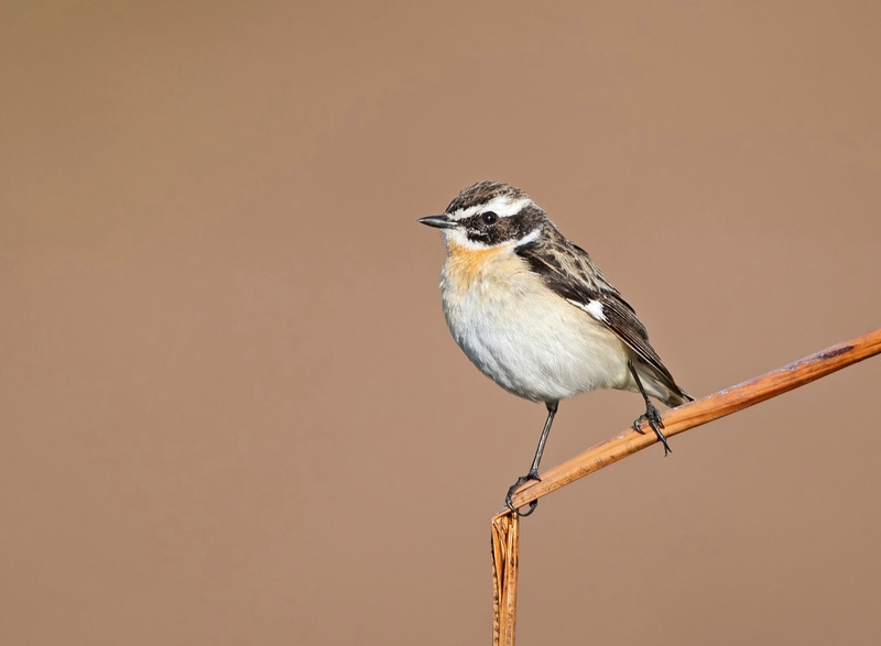 Whinchat | Wildlife Photography