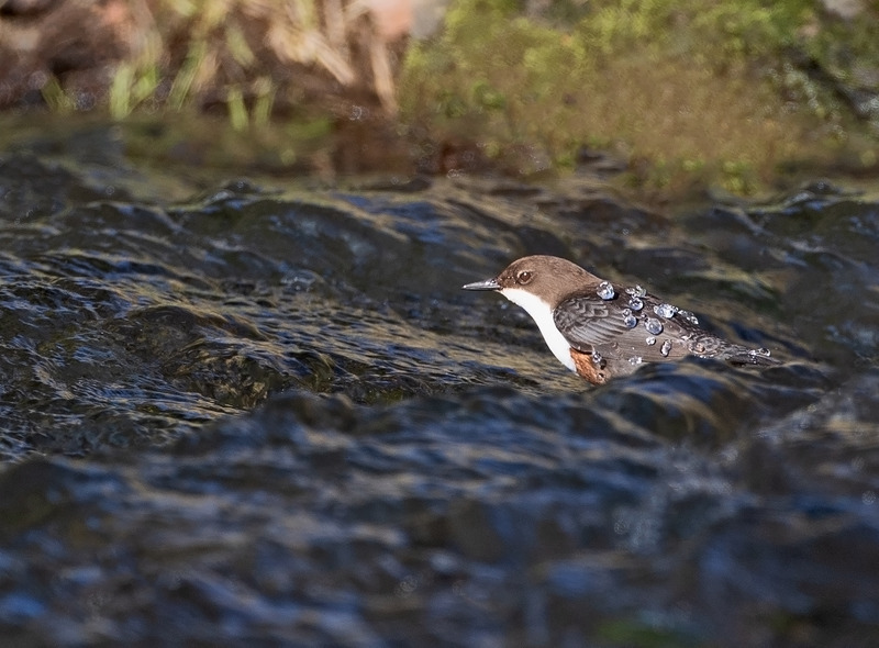 Dipper - Cinclus cinclus - Lakes, Streams and Ponds